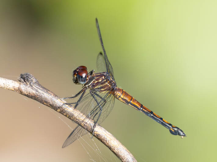 Cannaphila insularis (Gray-waisted Skimmer) male-7.jpg